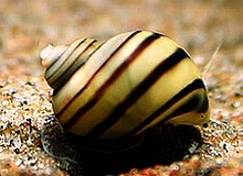 Mystery Snails - Zebra - Quantity of 3